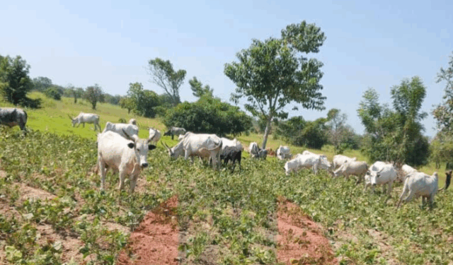 FG Begins Revival of Grazing Reserves to Reduce Farmer-Herder Clashes