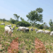 FG Begins Revival of Grazing Reserves to Reduce Farmer-Herder Clashes