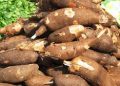 Akwa Ibom Unveils High-Yield Cassava Varieties to Boost Food Security and Farm Output