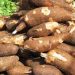 Akwa Ibom Unveils High-Yield Cassava Varieties to Boost Food Security and Farm Output