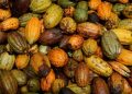 Ivory Coast Faces Cocoa Export Risks as EU Anti-Deforestation Rules Near