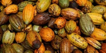 Ivory Coast Faces Cocoa Export Risks as EU Anti-Deforestation Rules Near