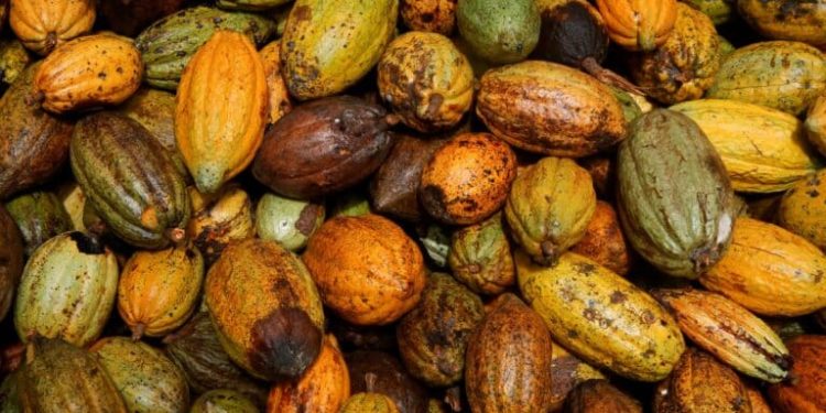 Ivory Coast Faces Cocoa Export Risks as EU Anti-Deforestation Rules Near