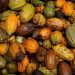 Ivory Coast Faces Cocoa Export Risks as EU Anti-Deforestation Rules Near