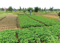 UK Farmers Face Rising Food Security Risks as Drought Cuts Crop Yields