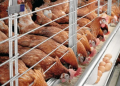 Lagos Poultry Farmers Seek Egg Powder Factory to Reduce Millions in Losses 