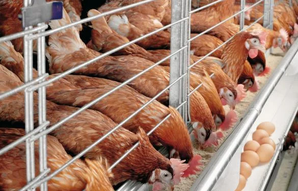 Lagos Poultry Farmers Seek Egg Powder Factory to Reduce Millions in Losses 