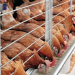 Lagos Poultry Farmers Seek Egg Powder Factory to Reduce Millions in Losses 