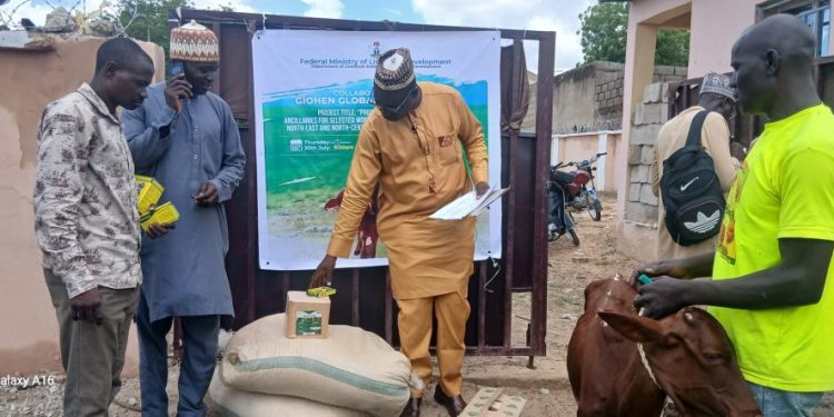 FG Distributes 100 Bullocks, Heifers to Empower Women, Youths in Jigawa