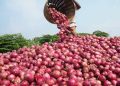 Nigeria Lifts Suspension on Onion Exports to Ghana After Trade Talks