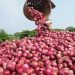 Nigeria Lifts Suspension on Onion Exports to Ghana After Trade Talks