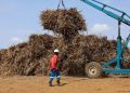 South Africa Raises Sugar Import Reference Price to $785 Per Ton