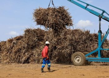 South Africa Raises Sugar Import Reference Price to $785 Per Ton
