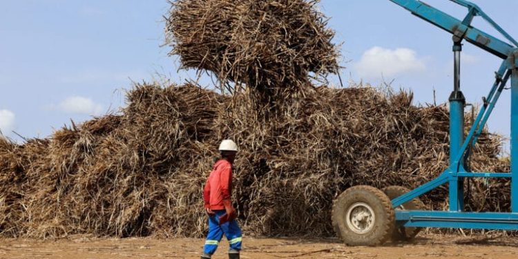 South Africa Raises Sugar Import Reference Price to $785 Per Ton