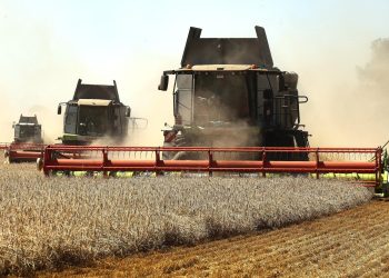 Black Sea Attacks Threaten Global Wheat Supplies as Importers Seek Alternatives