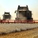 Black Sea Attacks Threaten Global Wheat Supplies as Importers Seek Alternatives